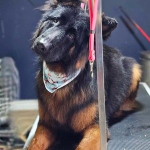 Meet your Posher, Posh